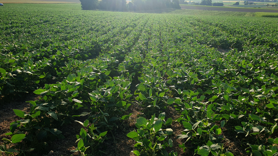 Bio-Soja-Kerzers-20250625_194744