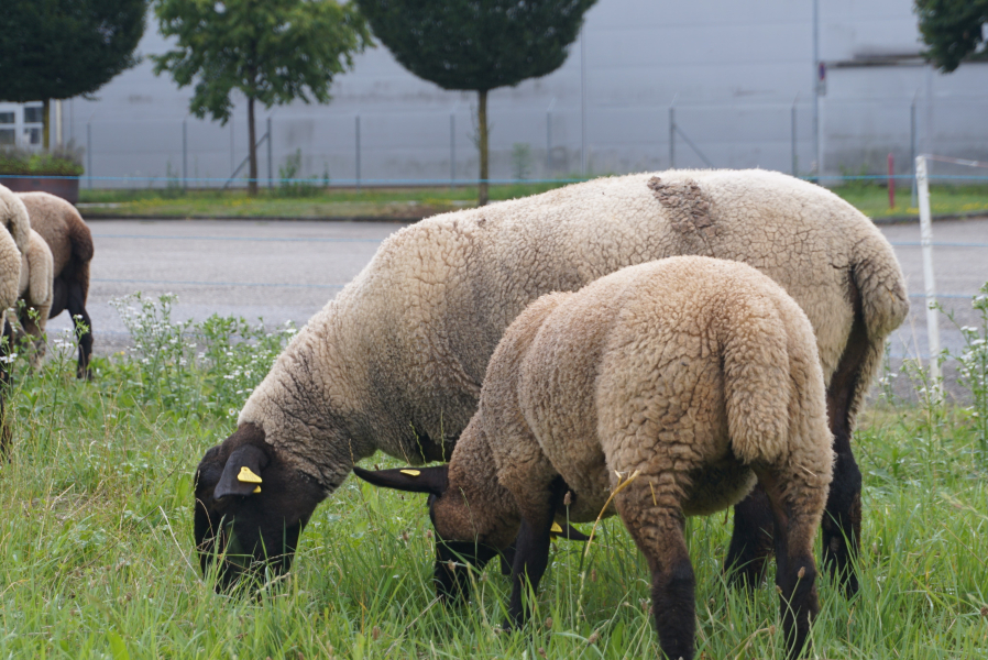 journe_ovine_photo_promotion