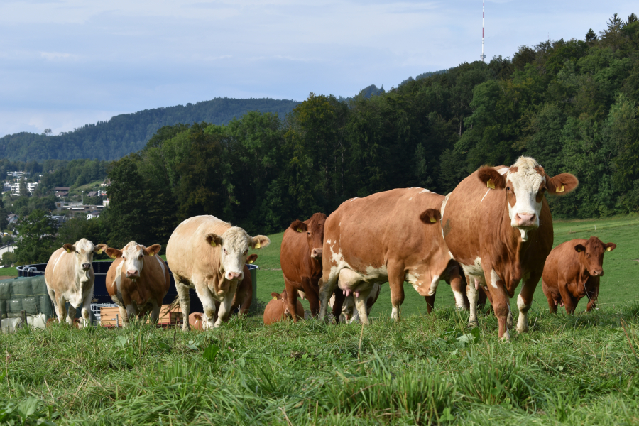 Journe_vaches_allaitantes_1