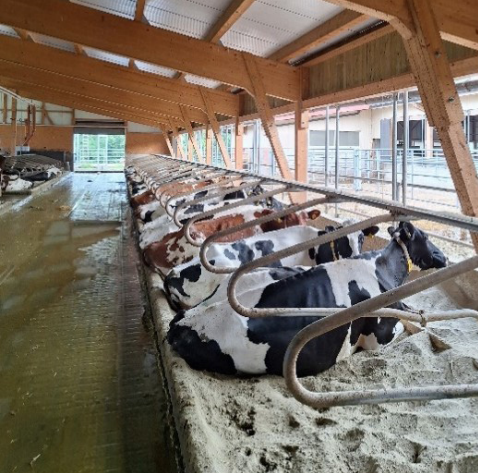 Une particularité de la ferme : les logettes remplies avec du sable.